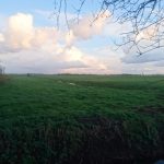Weidegang en paddock