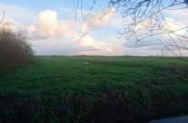 Weidegang en paddock