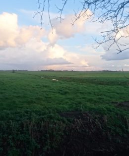 Weidegang en paddock