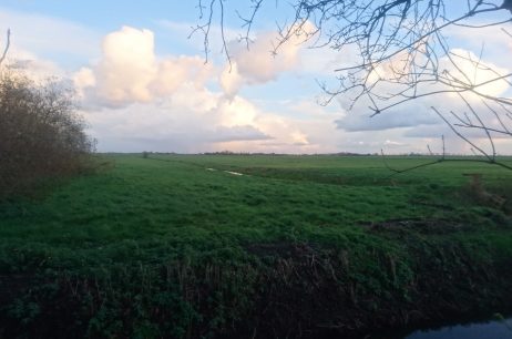 Weidegang en paddock